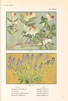 Picture 3 of 13 from La flore alpine (1908), leaf 55
