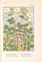 Picture 4 of 13 from La flore alpine (1908), leaf 89