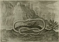 Picture 50 of 75 from Emblemata Florentii Schoonhovii I.C. Goudani, partim moralia partim etiam civilia : cum latiori eorundem ejusdem auctoris intepretatione : accedunt et alia quaedam poëmatia in alijs poëmatum suorum libris non contenta (1648), leaf 159