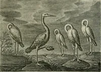 Picture 25 of 75 from Emblemata Florentii Schoonhovii I.C. Goudani, partim moralia partim etiam civilia : cum latiori eorundem ejusdem auctoris intepretatione : accedunt et alia quaedam poëmatia in alijs poëmatum suorum libris non contenta (1648), leaf 84