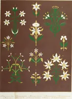 An illustration from Floriated ornament: a series of thirty-one designs (1849)