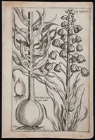 An illustration from Florilegium novum hoc est : variorum maximeque rariorum florum ac plantarum singularium unà cum suis radicibus & cepis, eicones diligenter in aere sculptae & ad vivum-ut plurimum expressae = New Blumbuch darinnen allerhand schöne Blumen und frembde Gewächs mit ihren Wurtzeln und Zwiebeln mehrer theils dem Leben nach in Kupffer fleissig gestochen zu sehen seind (1611)