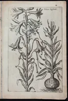 Picture 5 of 36 from Florilegium novum hoc est : variorum maximeque rariorum florum ac plantarum singularium unà cum suis radicibus & cepis, eicones diligenter in aere sculptae & ad vivum-ut plurimum expressae = New Blumbuch darinnen allerhand schöne Blumen und frembde Gewächs mit ihren Wurtzeln und Zwiebeln mehrer theils dem Leben nach in Kupffer fleissig gestochen zu sehen seind (1611), leaf 13