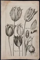 An illustration from Florilegium novum hoc est : variorum maximeque rariorum florum ac plantarum singularium unà cum suis radicibus & cepis, eicones diligenter in aere sculptae & ad vivum-ut plurimum expressae = New Blumbuch darinnen allerhand schöne Blumen und frembde Gewächs mit ihren Wurtzeln und Zwiebeln mehrer theils dem Leben nach in Kupffer fleissig gestochen zu sehen seind (1611)