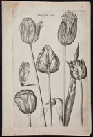 Picture 7 of 36 from Florilegium novum hoc est : variorum maximeque rariorum florum ac plantarum singularium unà cum suis radicibus & cepis, eicones diligenter in aere sculptae & ad vivum-ut plurimum expressae = New Blumbuch darinnen allerhand schöne Blumen und frembde Gewächs mit ihren Wurtzeln und Zwiebeln mehrer theils dem Leben nach in Kupffer fleissig gestochen zu sehen seind (1611), leaf 17