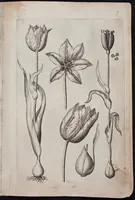 Picture 8 of 36 from Florilegium novum hoc est : variorum maximeque rariorum florum ac plantarum singularium unà cum suis radicibus & cepis, eicones diligenter in aere sculptae & ad vivum-ut plurimum expressae = New Blumbuch darinnen allerhand schöne Blumen und frembde Gewächs mit ihren Wurtzeln und Zwiebeln mehrer theils dem Leben nach in Kupffer fleissig gestochen zu sehen seind (1611), leaf 19