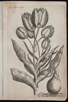 An illustration from Florilegium novum hoc est : variorum maximeque rariorum florum ac plantarum singularium unà cum suis radicibus & cepis, eicones diligenter in aere sculptae & ad vivum-ut plurimum expressae = New Blumbuch darinnen allerhand schöne Blumen und frembde Gewächs mit ihren Wurtzeln und Zwiebeln mehrer theils dem Leben nach in Kupffer fleissig gestochen zu sehen seind (1611)
