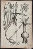 Picture 10 of 36 from Florilegium novum hoc est : variorum maximeque rariorum florum ac plantarum singularium unà cum suis radicibus & cepis, eicones diligenter in aere sculptae & ad vivum-ut plurimum expressae = New Blumbuch darinnen allerhand schöne Blumen und frembde Gewächs mit ihren Wurtzeln und Zwiebeln mehrer theils dem Leben nach in Kupffer fleissig gestochen zu sehen seind (1611), leaf 23