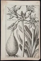 Picture 11 of 36 from Florilegium novum hoc est : variorum maximeque rariorum florum ac plantarum singularium unà cum suis radicibus & cepis, eicones diligenter in aere sculptae & ad vivum-ut plurimum expressae = New Blumbuch darinnen allerhand schöne Blumen und frembde Gewächs mit ihren Wurtzeln und Zwiebeln mehrer theils dem Leben nach in Kupffer fleissig gestochen zu sehen seind (1611), leaf 25