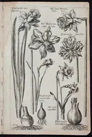 Picture 12 of 36 from Florilegium novum hoc est : variorum maximeque rariorum florum ac plantarum singularium unà cum suis radicibus & cepis, eicones diligenter in aere sculptae & ad vivum-ut plurimum expressae = New Blumbuch darinnen allerhand schöne Blumen und frembde Gewächs mit ihren Wurtzeln und Zwiebeln mehrer theils dem Leben nach in Kupffer fleissig gestochen zu sehen seind (1611), leaf 27