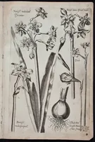 Picture 13 of 36 from Florilegium novum hoc est : variorum maximeque rariorum florum ac plantarum singularium unà cum suis radicibus & cepis, eicones diligenter in aere sculptae & ad vivum-ut plurimum expressae = New Blumbuch darinnen allerhand schöne Blumen und frembde Gewächs mit ihren Wurtzeln und Zwiebeln mehrer theils dem Leben nach in Kupffer fleissig gestochen zu sehen seind (1611), leaf 29