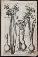 An illustration from Florilegium novum hoc est : variorum maximeque rariorum florum ac plantarum singularium unà cum suis radicibus & cepis, eicones diligenter in aere sculptae & ad vivum-ut plurimum expressae = New Blumbuch darinnen allerhand schöne Blumen und frembde Gewächs mit ihren Wurtzeln und Zwiebeln mehrer theils dem Leben nach in Kupffer fleissig gestochen zu sehen seind (1611)