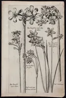 An illustration from Florilegium novum hoc est : variorum maximeque rariorum florum ac plantarum singularium unà cum suis radicibus & cepis, eicones diligenter in aere sculptae & ad vivum-ut plurimum expressae = New Blumbuch darinnen allerhand schöne Blumen und frembde Gewächs mit ihren Wurtzeln und Zwiebeln mehrer theils dem Leben nach in Kupffer fleissig gestochen zu sehen seind (1611)