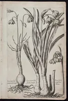 Picture 16 of 36 from Florilegium novum hoc est : variorum maximeque rariorum florum ac plantarum singularium unà cum suis radicibus & cepis, eicones diligenter in aere sculptae & ad vivum-ut plurimum expressae = New Blumbuch darinnen allerhand schöne Blumen und frembde Gewächs mit ihren Wurtzeln und Zwiebeln mehrer theils dem Leben nach in Kupffer fleissig gestochen zu sehen seind (1611), leaf 35