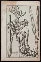 An illustration from Florilegium novum hoc est : variorum maximeque rariorum florum ac plantarum singularium unà cum suis radicibus & cepis, eicones diligenter in aere sculptae & ad vivum-ut plurimum expressae = New Blumbuch darinnen allerhand schöne Blumen und frembde Gewächs mit ihren Wurtzeln und Zwiebeln mehrer theils dem Leben nach in Kupffer fleissig gestochen zu sehen seind (1611)