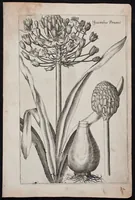 An illustration from Florilegium novum hoc est : variorum maximeque rariorum florum ac plantarum singularium unà cum suis radicibus & cepis, eicones diligenter in aere sculptae & ad vivum-ut plurimum expressae = New Blumbuch darinnen allerhand schöne Blumen und frembde Gewächs mit ihren Wurtzeln und Zwiebeln mehrer theils dem Leben nach in Kupffer fleissig gestochen zu sehen seind (1611)