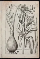 An illustration from Florilegium novum hoc est : variorum maximeque rariorum florum ac plantarum singularium unà cum suis radicibus & cepis, eicones diligenter in aere sculptae & ad vivum-ut plurimum expressae = New Blumbuch darinnen allerhand schöne Blumen und frembde Gewächs mit ihren Wurtzeln und Zwiebeln mehrer theils dem Leben nach in Kupffer fleissig gestochen zu sehen seind (1611)
