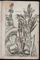 An illustration from Florilegium novum hoc est : variorum maximeque rariorum florum ac plantarum singularium unà cum suis radicibus & cepis, eicones diligenter in aere sculptae & ad vivum-ut plurimum expressae = New Blumbuch darinnen allerhand schöne Blumen und frembde Gewächs mit ihren Wurtzeln und Zwiebeln mehrer theils dem Leben nach in Kupffer fleissig gestochen zu sehen seind (1611)