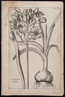 Picture 22 of 36 from Florilegium novum hoc est : variorum maximeque rariorum florum ac plantarum singularium unà cum suis radicibus & cepis, eicones diligenter in aere sculptae & ad vivum-ut plurimum expressae = New Blumbuch darinnen allerhand schöne Blumen und frembde Gewächs mit ihren Wurtzeln und Zwiebeln mehrer theils dem Leben nach in Kupffer fleissig gestochen zu sehen seind (1611), leaf 47