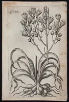 Picture 23 of 36 from Florilegium novum hoc est : variorum maximeque rariorum florum ac plantarum singularium unà cum suis radicibus & cepis, eicones diligenter in aere sculptae & ad vivum-ut plurimum expressae = New Blumbuch darinnen allerhand schöne Blumen und frembde Gewächs mit ihren Wurtzeln und Zwiebeln mehrer theils dem Leben nach in Kupffer fleissig gestochen zu sehen seind (1611), leaf 49