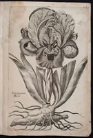 An illustration from Florilegium novum hoc est : variorum maximeque rariorum florum ac plantarum singularium unà cum suis radicibus & cepis, eicones diligenter in aere sculptae & ad vivum-ut plurimum expressae = New Blumbuch darinnen allerhand schöne Blumen und frembde Gewächs mit ihren Wurtzeln und Zwiebeln mehrer theils dem Leben nach in Kupffer fleissig gestochen zu sehen seind (1611)