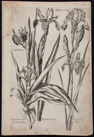 An illustration from Florilegium novum hoc est : variorum maximeque rariorum florum ac plantarum singularium unà cum suis radicibus & cepis, eicones diligenter in aere sculptae & ad vivum-ut plurimum expressae = New Blumbuch darinnen allerhand schöne Blumen und frembde Gewächs mit ihren Wurtzeln und Zwiebeln mehrer theils dem Leben nach in Kupffer fleissig gestochen zu sehen seind (1611)