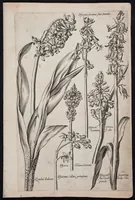 Picture 27 of 36 from Florilegium novum hoc est : variorum maximeque rariorum florum ac plantarum singularium unà cum suis radicibus & cepis, eicones diligenter in aere sculptae & ad vivum-ut plurimum expressae = New Blumbuch darinnen allerhand schöne Blumen und frembde Gewächs mit ihren Wurtzeln und Zwiebeln mehrer theils dem Leben nach in Kupffer fleissig gestochen zu sehen seind (1611), leaf 57