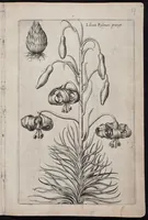 An illustration from Florilegium novum hoc est : variorum maximeque rariorum florum ac plantarum singularium unà cum suis radicibus & cepis, eicones diligenter in aere sculptae & ad vivum-ut plurimum expressae = New Blumbuch darinnen allerhand schöne Blumen und frembde Gewächs mit ihren Wurtzeln und Zwiebeln mehrer theils dem Leben nach in Kupffer fleissig gestochen zu sehen seind (1611)