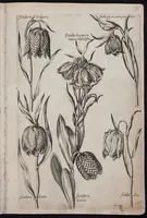 An illustration from Florilegium novum hoc est : variorum maximeque rariorum florum ac plantarum singularium unà cum suis radicibus & cepis, eicones diligenter in aere sculptae & ad vivum-ut plurimum expressae = New Blumbuch darinnen allerhand schöne Blumen und frembde Gewächs mit ihren Wurtzeln und Zwiebeln mehrer theils dem Leben nach in Kupffer fleissig gestochen zu sehen seind (1611)