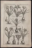 Picture 30 of 36 from Florilegium novum hoc est : variorum maximeque rariorum florum ac plantarum singularium unà cum suis radicibus & cepis, eicones diligenter in aere sculptae & ad vivum-ut plurimum expressae = New Blumbuch darinnen allerhand schöne Blumen und frembde Gewächs mit ihren Wurtzeln und Zwiebeln mehrer theils dem Leben nach in Kupffer fleissig gestochen zu sehen seind (1611), leaf 63