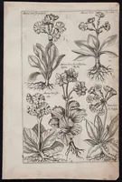 Picture 31 of 36 from Florilegium novum hoc est : variorum maximeque rariorum florum ac plantarum singularium unà cum suis radicibus & cepis, eicones diligenter in aere sculptae & ad vivum-ut plurimum expressae = New Blumbuch darinnen allerhand schöne Blumen und frembde Gewächs mit ihren Wurtzeln und Zwiebeln mehrer theils dem Leben nach in Kupffer fleissig gestochen zu sehen seind (1611), leaf 65