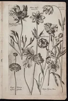 Picture 32 of 36 from Florilegium novum hoc est : variorum maximeque rariorum florum ac plantarum singularium unà cum suis radicibus & cepis, eicones diligenter in aere sculptae & ad vivum-ut plurimum expressae = New Blumbuch darinnen allerhand schöne Blumen und frembde Gewächs mit ihren Wurtzeln und Zwiebeln mehrer theils dem Leben nach in Kupffer fleissig gestochen zu sehen seind (1611), leaf 67