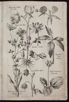 Picture 33 of 36 from Florilegium novum hoc est : variorum maximeque rariorum florum ac plantarum singularium unà cum suis radicibus & cepis, eicones diligenter in aere sculptae & ad vivum-ut plurimum expressae = New Blumbuch darinnen allerhand schöne Blumen und frembde Gewächs mit ihren Wurtzeln und Zwiebeln mehrer theils dem Leben nach in Kupffer fleissig gestochen zu sehen seind (1611), leaf 69