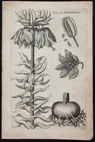 Picture 2 of 36 from Florilegium novum hoc est : variorum maximeque rariorum florum ac plantarum singularium unà cum suis radicibus & cepis, eicones diligenter in aere sculptae & ad vivum-ut plurimum expressae = New Blumbuch darinnen allerhand schöne Blumen und frembde Gewächs mit ihren Wurtzeln und Zwiebeln mehrer theils dem Leben nach in Kupffer fleissig gestochen zu sehen seind (1611), leaf 7