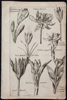 Picture 34 of 36 from Florilegium novum hoc est : variorum maximeque rariorum florum ac plantarum singularium unà cum suis radicibus & cepis, eicones diligenter in aere sculptae & ad vivum-ut plurimum expressae = New Blumbuch darinnen allerhand schöne Blumen und frembde Gewächs mit ihren Wurtzeln und Zwiebeln mehrer theils dem Leben nach in Kupffer fleissig gestochen zu sehen seind (1611), leaf 71
