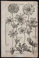 Picture 35 of 36 from Florilegium novum hoc est : variorum maximeque rariorum florum ac plantarum singularium unà cum suis radicibus & cepis, eicones diligenter in aere sculptae & ad vivum-ut plurimum expressae = New Blumbuch darinnen allerhand schöne Blumen und frembde Gewächs mit ihren Wurtzeln und Zwiebeln mehrer theils dem Leben nach in Kupffer fleissig gestochen zu sehen seind (1611), leaf 73