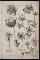 Picture 36 of 36 from Florilegium novum hoc est : variorum maximeque rariorum florum ac plantarum singularium unà cum suis radicibus & cepis, eicones diligenter in aere sculptae & ad vivum-ut plurimum expressae = New Blumbuch darinnen allerhand schöne Blumen und frembde Gewächs mit ihren Wurtzeln und Zwiebeln mehrer theils dem Leben nach in Kupffer fleissig gestochen zu sehen seind (1611), leaf 75