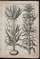 An illustration from Florilegium novum hoc est : variorum maximeque rariorum florum ac plantarum singularium unà cum suis radicibus & cepis, eicones diligenter in aere sculptae & ad vivum-ut plurimum expressae = New Blumbuch darinnen allerhand schöne Blumen und frembde Gewächs mit ihren Wurtzeln und Zwiebeln mehrer theils dem Leben nach in Kupffer fleissig gestochen zu sehen seind (1611)