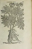 An illustration from Florvm, et coronariarvm odoratarvmqve nonnvllarvm herbarvm historia (1568)
