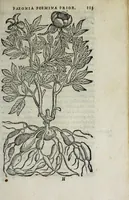 Picture 15 of 38 from Florvm, et coronariarvm odoratarvmqve nonnvllarvm herbarvm historia (1568), leaf 117