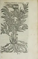 Picture 16 of 38 from Florvm, et coronariarvm odoratarvmqve nonnvllarvm herbarvm historia (1568), leaf 119
