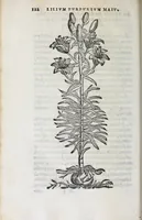 Picture 17 of 38 from Florvm, et coronariarvm odoratarvmqve nonnvllarvm herbarvm historia (1568), leaf 126