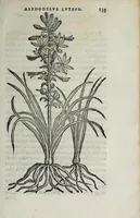 Picture 18 of 38 from Florvm, et coronariarvm odoratarvmqve nonnvllarvm herbarvm historia (1568), leaf 143