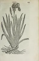 An illustration from Florvm, et coronariarvm odoratarvmqve nonnvllarvm herbarvm historia (1568)