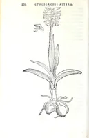 An illustration from Florvm, et coronariarvm odoratarvmqve nonnvllarvm herbarvm historia (1568)