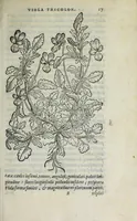 Picture 2 of 38 from Florvm, et coronariarvm odoratarvmqve nonnvllarvm herbarvm historia (1568), leaf 21