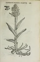 Picture 22 of 38 from Florvm, et coronariarvm odoratarvmqve nonnvllarvm herbarvm historia (1568), leaf 221