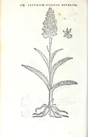 Picture 23 of 38 from Florvm, et coronariarvm odoratarvmqve nonnvllarvm herbarvm historia (1568), leaf 222