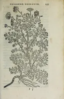 An illustration from Florvm, et coronariarvm odoratarvmqve nonnvllarvm herbarvm historia (1568)