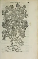 Picture 26 of 38 from Florvm, et coronariarvm odoratarvmqve nonnvllarvm herbarvm historia (1568), leaf 239